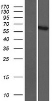 ADAMTSL5 Protein - Western validation with an anti-DDK antibody * L: Control HEK293 lysate R: Over-expression lysate