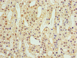 ADAP1 / CENTA1 Antibody - Immunohistochemistry of paraffin-embedded human adrenal gland using antibody at 1:100 dilution.