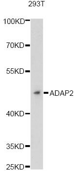ADAP2 / CENTA2 Antibody - Western blot analysis of extracts of 293T cells, using ADAP2 antibody at 1:3000 dilution. The secondary antibody used was an HRP Goat Anti-Rabbit IgG (H+L) at 1:10000 dilution. Lysates were loaded 25ug per lane and 3% nonfat dry milk in TBST was used for blocking. An ECL Kit was used for detection and the exposure time was 90s.