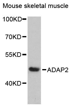 ADAP2 / CENTA2 Antibody - Western blot analysis of extracts of mouse skeletal muscle, using ADAP2 antibody at 1:3000 dilution. The secondary antibody used was an HRP Goat Anti-Rabbit IgG (H+L) at 1:10000 dilution. Lysates were loaded 25ug per lane and 3% nonfat dry milk in TBST was used for blocking. An ECL Kit was used for detection and the exposure time was 90s.