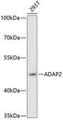 ADAP2 / CENTA2 Antibody - Western blot analysis of extracts of 293T cells using ADAP2 Polyclonal Antibody at dilution of 1:3000.