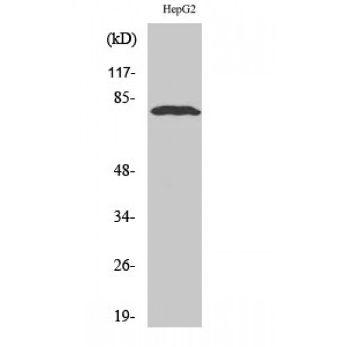 ADAR2 / ADARB1 Antibody - Western blot of ADAR2 antibody