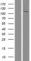 ADAR2 / ADARB1 Protein - Western validation with an anti-DDK antibody * L: Control HEK293 lysate R: Over-expression lysate