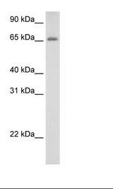 ADAT1 Antibody - Fetal Thymus Lysate.  This image was taken for the unconjugated form of this product. Other forms have not been tested.