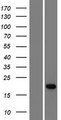 ADAT2 Protein - Western validation with an anti-DDK antibody * L: Control HEK293 lysate R: Over-expression lysate