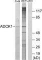 ADCK1 Antibody - Western blot analysis of extracts from A549 cells and RAW264.7 cells, using ADCK1 antibody.