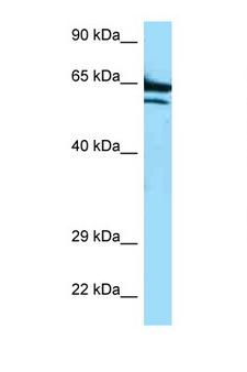ADCK2 Antibody - ADCK2 antibody Western blot of HepG2 Cell lysate. Antibody concentration 1 ug/ml.  This image was taken for the unconjugated form of this product. Other forms have not been tested.
