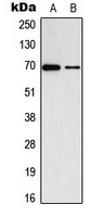 ADCK2 Antibody - Western blot analysis of ADCK2 expression in K562 (A); VEC (B) whole cell lysates.