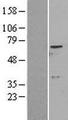 ADCK2 Protein - Western validation with an anti-DDK antibody * L: Control HEK293 lysate R: Over-expression lysate