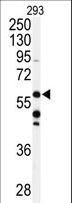 ADCK3 / CABC1 Antibody - Western blot of anti-CABC1 Antibody (C-term D531) in 293 cell line lysates (35 ug/lane). CABC1 (arrow) was detected using the purified antibody.