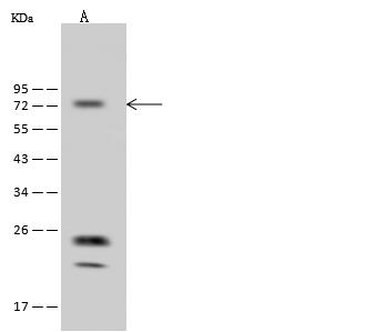 ADCK3 / CABC1 Antibody - Anti-ADCK3 rabbit polyclonal antibody at 1:500 dilution. Lane A: HepG2 Whole Cell Lysate. Lysates/proteins at 30 ug per lane. Secondary: Goat Anti-Rabbit IgG (H+L)/HRP at 1/10000 dilution. Developed using the ECL technique. Performed under reducing conditions. Predicted band size: 72 kDa. Observed band size: 72 kDa.