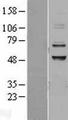 ADCK3 / CABC1 Protein - Western validation with an anti-DDK antibody * L: Control HEK293 lysate R: Over-expression lysate