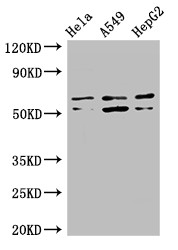 ADCK4 Antibody - Positive WB detected in:Hela whole cell lysate,A549 whole cell lysate,HepG2 whole cell lysate;All lanes:ADCK4 antibody at 3?g/ml;Secondary;Goat polyclonal to rabbit IgG at 1/50000 dilution;Predicted band size: 61,56 KDa;Observed band size: 61,56 KDa;