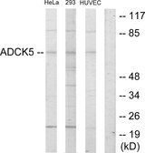 ADCK5 Antibody - Western blot analysis of lysates from HeLa, 293, and HUVEC cells, using ADCK5 Antibody. The lane on the right is blocked with the synthesized peptide.