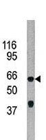 ADCK5 Antibody - The anti-ADCK5 antibody is used in Western blot to detect ADCK5 in 293 cell line lysate.