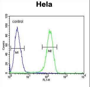 ADCY4 / Adenylate Cyclase 4 Antibody - ADCY4 Antibody flow cytometry of HeLa cells (right histogram) compared to a negative control cell (left histogram). FITC-conjugated goat-anti-rabbit secondary antibodies were used for the analysis.