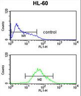 ADCY8 / Adenylate Cyclase 8 Antibody - ADCY8 Antibody flow cytometry of HL-60 cells (bottom histogram) compared to a negative control cell (top histogram). FITC-conjugated goat-anti-rabbit secondary antibodies were used for the analysis.