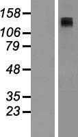 ADCY8 / Adenylate Cyclase 8 Protein - Western validation with an anti-DDK antibody * L: Control HEK293 lysate R: Over-expression lysate