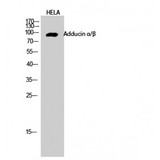 ADD1 + ADD2 Antibody - Western blot of Adducin alpha/beta antibody