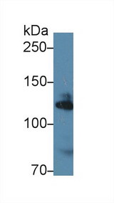 ADD1 / Adducin Alpha Antibody - Western Blot; Sample: Human K562 cell lysate; Primary Ab: 1µg/ml Rabbit Anti-Mouse ADD1 Antibody Second Ab: 0.2µg/mL HRP-Linked Caprine Anti-Rabbit IgG Polyclonal Antibody