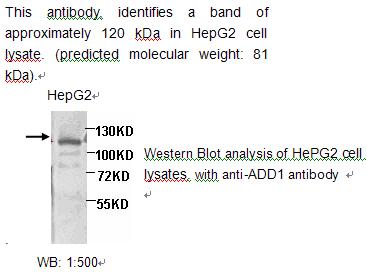 ADD1 / Adducin Alpha Antibody