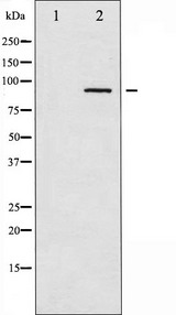 ADD1 / Adducin Alpha Antibody - Western blot analysis of ADD1 expression in Forskolin treated HeLa whole cells lysates. The lane on the left is treated with the antigen-specific peptide.