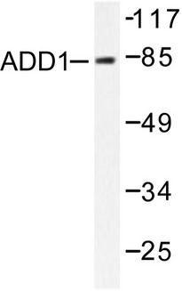 ADD1 / Adducin Alpha Antibody - Western blot of ADD1 (K720) pAb in extracts from HeLa cells.