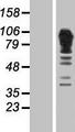 ADD1 / Adducin Alpha Protein - Western validation with an anti-DDK antibody * L: Control HEK293 lysate R: Over-expression lysate