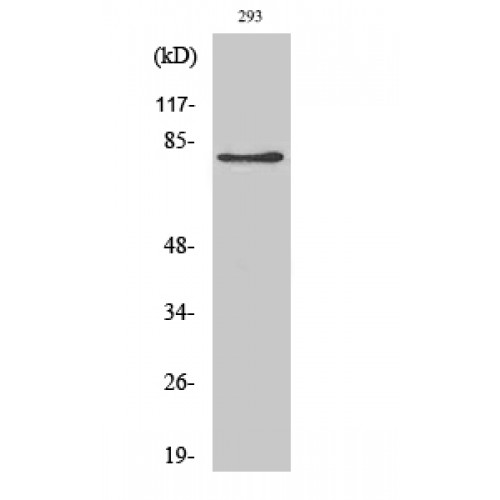 ADD2 Antibody - Western blot of Adducin beta antibody