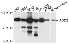 ADD2 Antibody - Western blot analysis of extract of various cells.