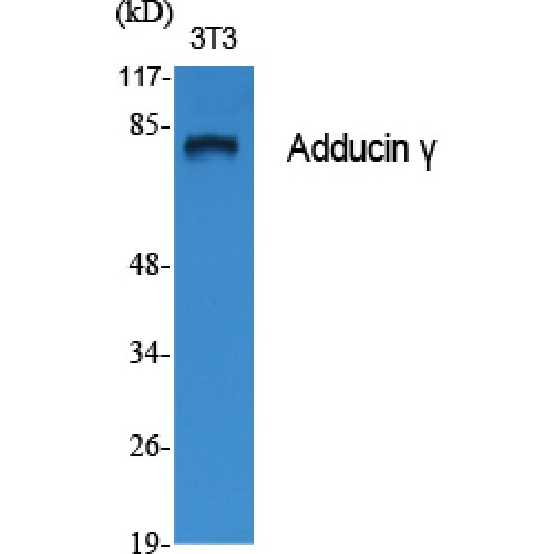 ADD3 Antibody - Western blot of Adducin gamma antibody