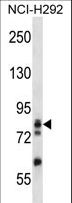 ADD3 Antibody - ADD3 Antibody western blot of NCI-H292 cell line lysates (35 ug/lane). The ADD3 antibody detected the ADD3 protein (arrow).