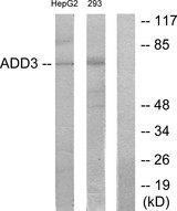 ADD3 Antibody - Western blot analysis of extracts from HepG2 cells and 293 cells, using ADD3 antibody.