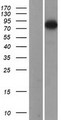 ADD3 Protein - Western validation with an anti-DDK antibody * L: Control HEK293 lysate R: Over-expression lysate
