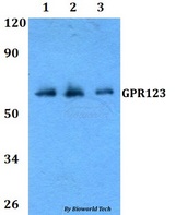 ADGRA1 / GPR123 Antibody - Western blot of GPR123 antibody at 1:500 dilution. Lane 1: HeLa whole cell lysate. Lane 2: Raw264.7 whole cell lysate. Lane 3: PC12 whole cell lysate.