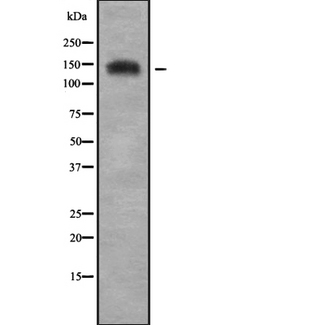 ADGRA2 / GPR124 Antibody - Western blot analysis GPR124 using LOVO cells whole cells lysates