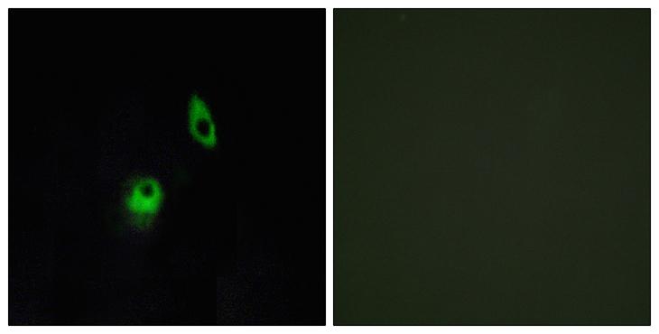 ADGRA2 / GPR124 Antibody - Peptide - + Immunofluorescence analysis of HeLa cells, using GPR124 antibody.