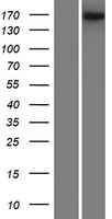 ADGRB1 / BAI1 Protein - Western validation with an anti-DDK antibody * L: Control HEK293 lysate R: Over-expression lysate