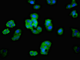 ADGRB2 / BAI2 Antibody - Immunofluorescent analysis of HepG2 cells at a dilution of 1:100 and Alexa Fluor 488-congugated AffiniPure Goat Anti-Rabbit IgG(H+L)