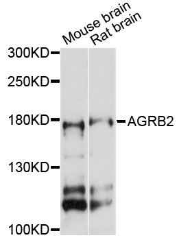 ADGRB2 / BAI2 Antibody - Western blot analysis of extracts of various cell lines, using AGRB2 antibody at 1:3000 dilution. The secondary antibody used was an HRP Goat Anti-Rabbit IgG (H+L) at 1:10000 dilution. Lysates were loaded 25ug per lane and 3% nonfat dry milk in TBST was used for blocking. An ECL Kit was used for detection and the exposure time was 30s.