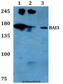 ADGRB3 / BAI3 Antibody - Western blot of BAI3 antibody at 1:500 dilution. Lane 1: HEK293T whole cell lysate. Lane 2: Raw264.7 whole cell lysate. Lane 3: PC12 whole cell lysate.