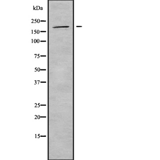 ADGRB3 / BAI3 Antibody - Western blot analysis of BAI3 using 293 whole cells lysates