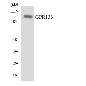 ADGRD1 / GPR133 Antibody - Western blot analysis of the lysates from K562 cells using GPR133 antibody.