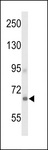 ADGRD1 / GPR133 Antibody - Western blot of GPR133 Antibody in 293 cell line lysates (35 ug/lane). GPR133 (arrow) was detected using the purified antibody.