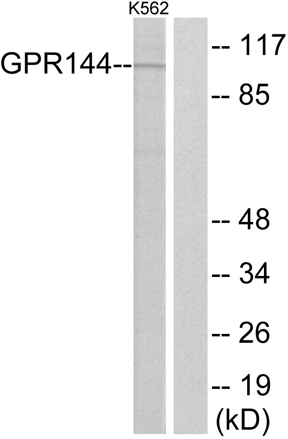 ADGRD2 / GPR144 Antibody - Western blot analysis of lysates from K562 cells, using GPR144 Antibody. The lane on the right is blocked with the synthesized peptide.