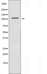 ADGRD2 / GPR144 Antibody - Western blot analysis of extracts of K562 cells using GPR144 antibody.