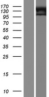 ADGRD2 / GPR144 Protein - Western validation with an anti-DDK antibody * L: Control HEK293 lysate R: Over-expression lysate