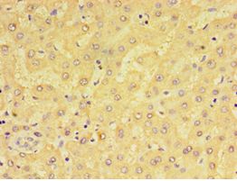ADGRE1 / EMR1 Antibody - Immunohistochemistry of paraffin-embedded human liver using antibody at 1:100 dilution.