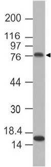 ADGRE1 / EMR1 Antibody - Fig-1: Western blot analysis of mF4/80. Anti-mF4/80 antibody was tested at 4 µg/ml on BV2 lysate.