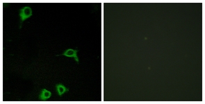 ADGRE2 / EMR2 Antibody - Immunofluorescence of COS7 cells, using EMR2 Antibody. The picture on the right is treated with the synthesized peptide.